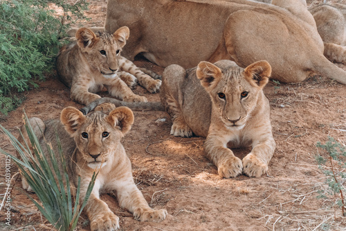 Lion Cubs