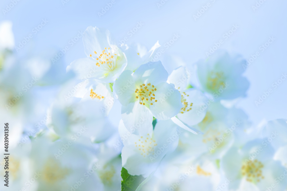 Spring natural  background with bright blooming jasmine. Spring floral background