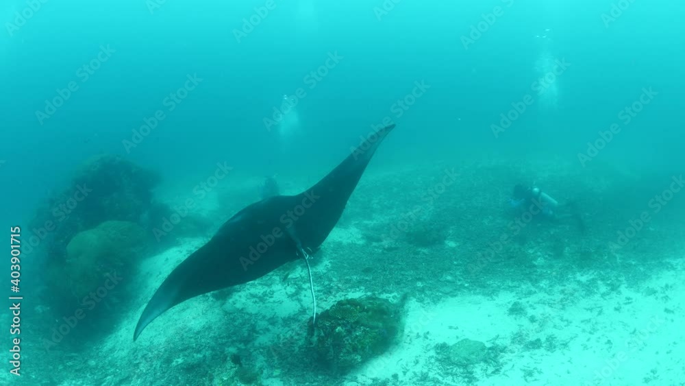 manta ray swim elegant underwater around corals ocean scenery scuba divers to see 