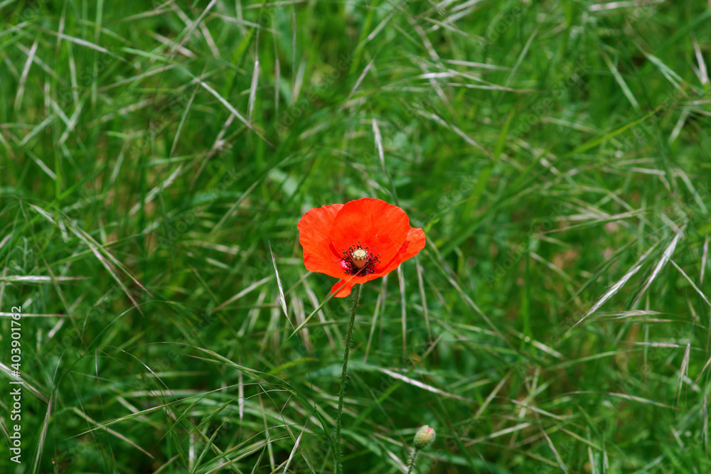 Obraz premium Bright Red Poppie On The Edge Of The Field