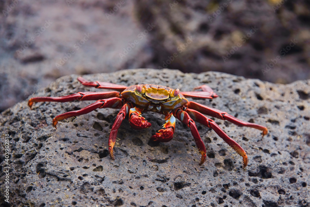 Sally Lightfoot crab (grapsus grapsus), Isla Santa Cruz, Galapagos Islands, Ecuador Sally Lightfoot crab (grapsus grapsus), Isla Santa Cruz, Galapagos Islands, Ecuador