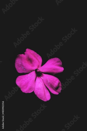 pink flower on black background