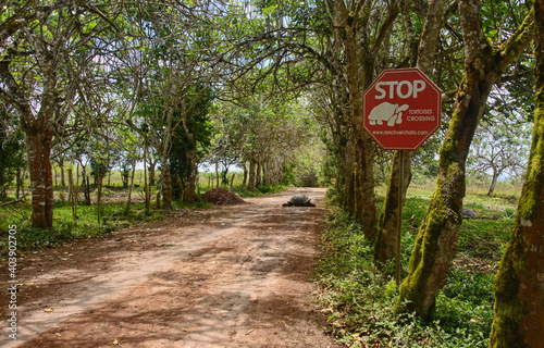 Road sign for Galapagos giant tortoise (Chelonoidis nigra), El Chato Reserve, Galapagos Islands, Ecuado photo