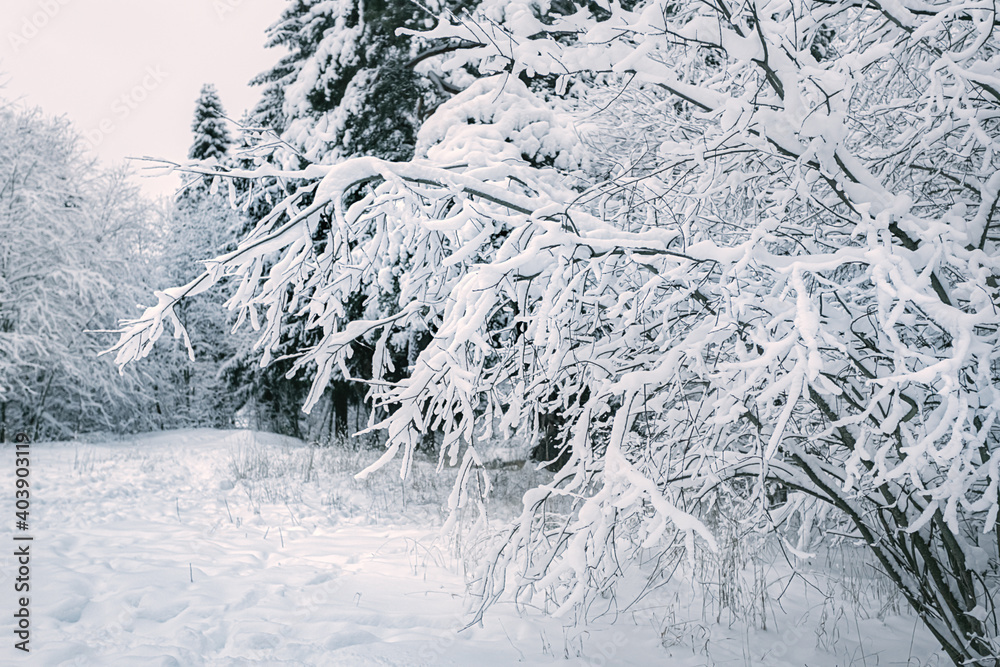 Winter landscape. Winter with snowy trees Winter landscape. Winter with snowy trees