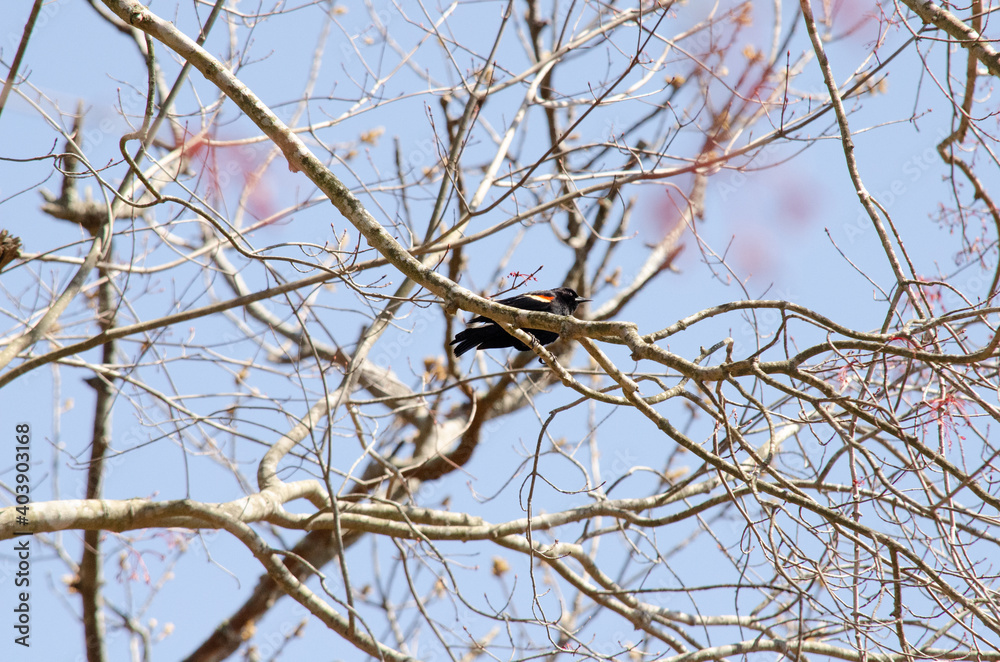 Red-winged Blackbird Red-winged Blackbird