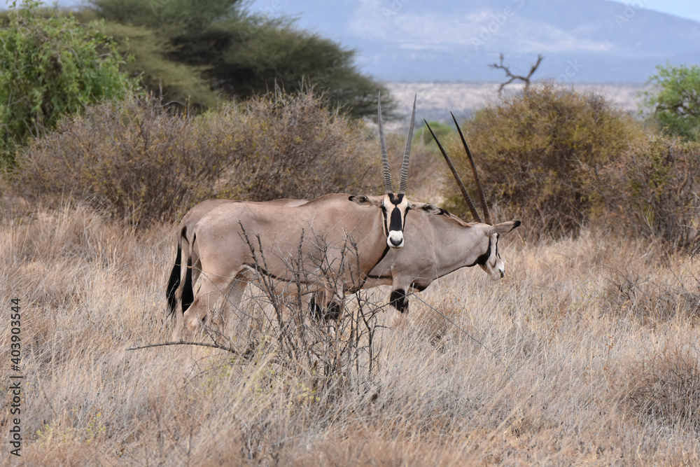 Oryx in Samburu National Reserve, Kenya Oryx in Samburu National Reserve, Kenya