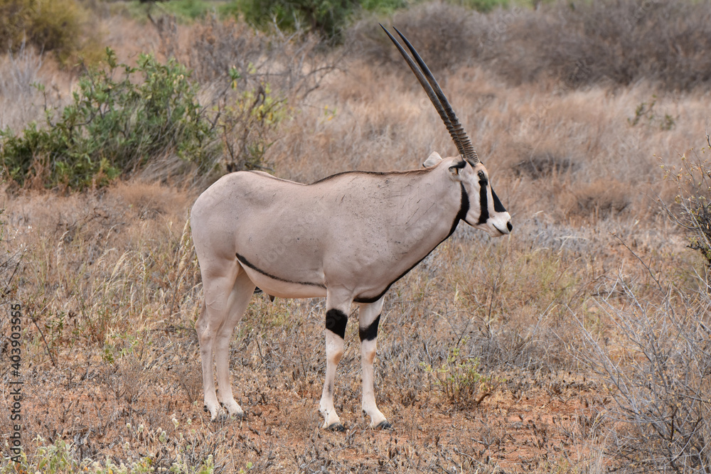 Fototapeta premium Oryx in Samburu National Reserve, Kenya