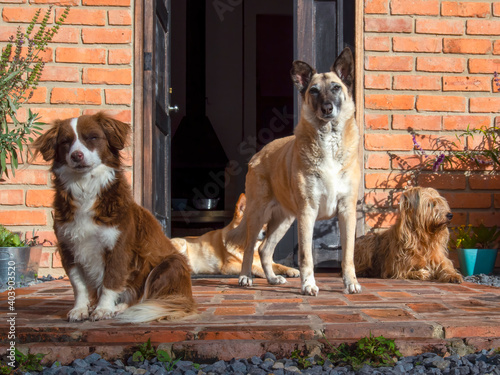 Group of adopted mongrel dogs by a door in a house near the colonial town of Villa de Leyva, in the central Andean mountains of Colombia, in the morning.
