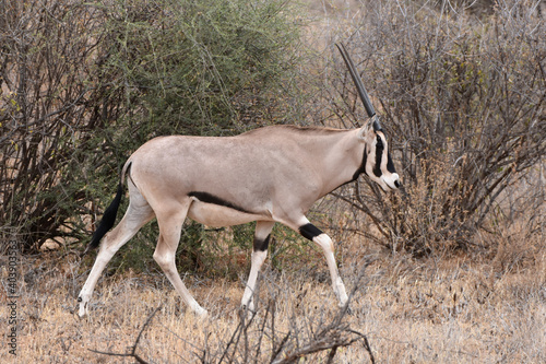 Bild auf Leinwand Oryx in Samburu National Reserve, Kenya