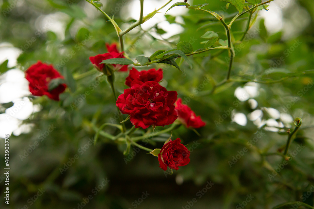 red roses in garden