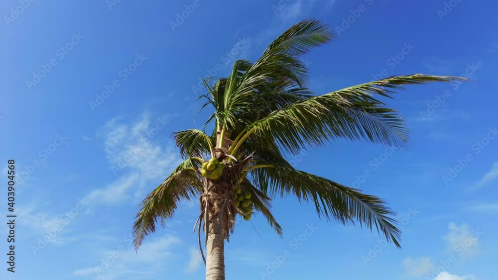Right pan shot of the green palm tree leaves on the blue sky background