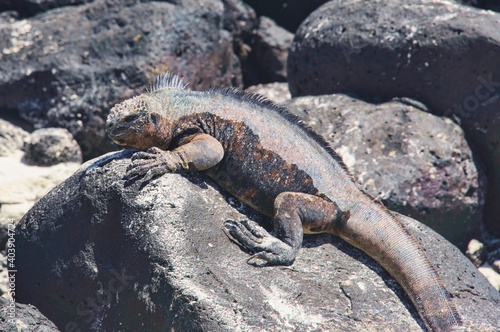 Marine iguana (Amblyrhynchus cristatus), Tortuga Bay, Isla Santa Cruz, Galapagos Islands, Ecuador