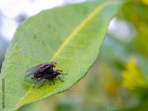 Macro photography of flies mating on a leaf in a garden near the colonial town of Villa de Leyva in the central Andean mountains of Colombia.