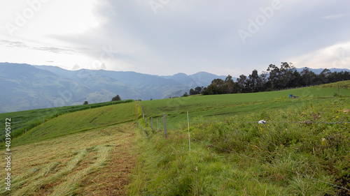 Landscape of a cultivation of grass, with a background of mountains in the Colombian Andes.