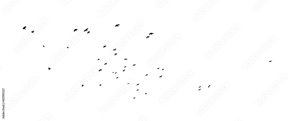 A flock of flying birds. Vector illustration A flock of flying birds. Vector illustration