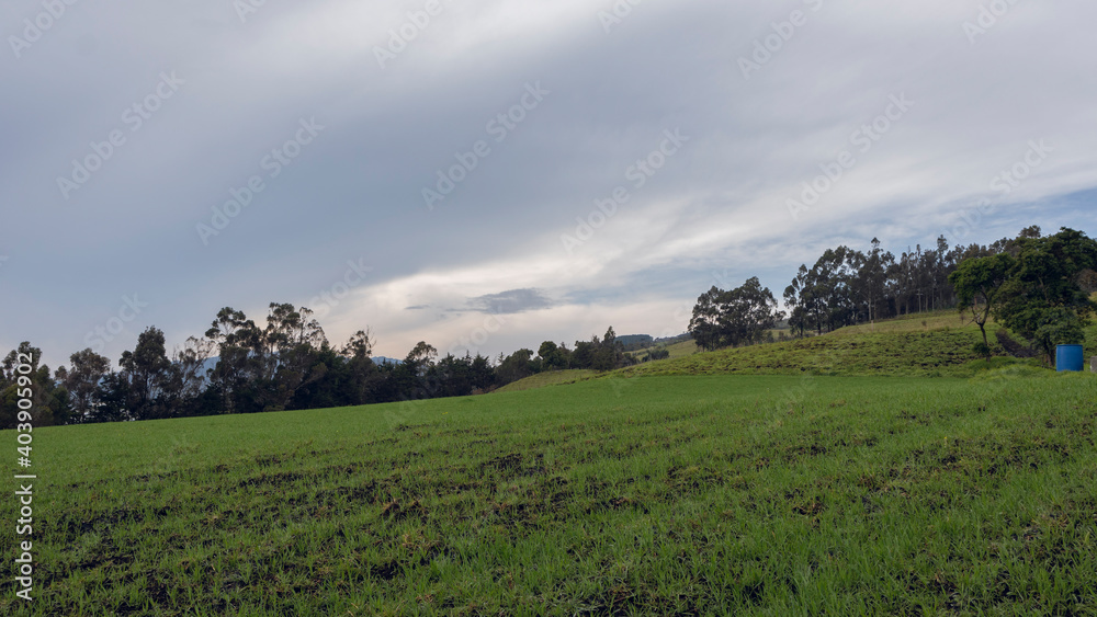Landscape of a cultivation of grass, with a background of mountains in the Colombian Andes. Landscape of a cultivation of grass, with a background of mountains in the Colombian Andes.