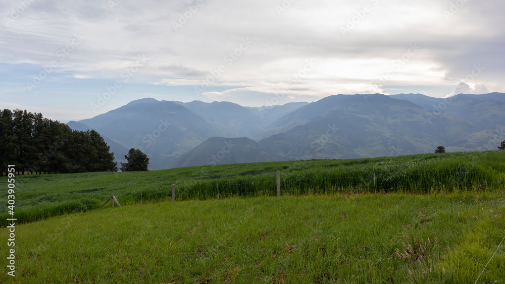 Fototapeta premium Landscape of a cultivation of grass, with a background of mountains in the Colombian Andes.
