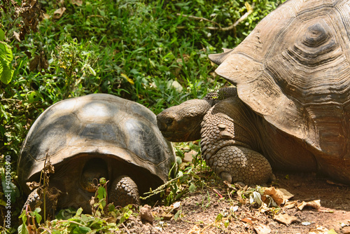 Galapagos giant tortoise (Chelonoidis nigra), El Chato Reserve, Galapagos Islands, Ecuador