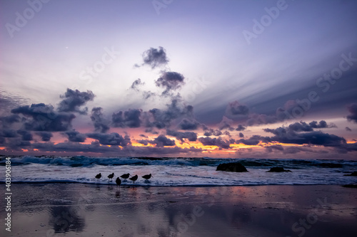 birds at the beach sunset