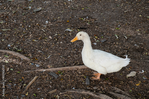 Happy duck and chicken in the farm.