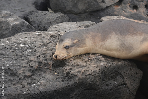Galapagos sea lion (Zalophus wollebaeki) showing off, Isla Santa Cruz, Galapagos Islands, Ecuador 