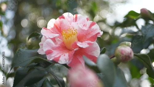 Camera alternating focus on unblossomed and then blossomed flower. photo