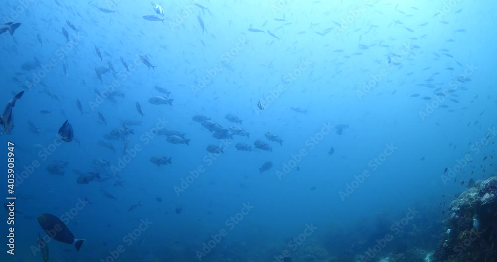 big eye snapper fish underwater on corals school of fish asia raja ampat ocean scenery big eye snapper fish underwater on corals school of fish asia raja ampat ocean scenery