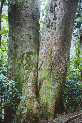 Manoa Falls Trail, Oahu, Hawaii