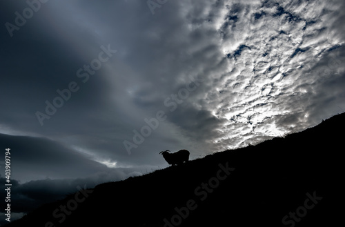 Sheep and stormy clouds in the beautiful mountains of Ireland, Croagh Patrick, nicknamed the Reek, is a 764 m mountain and an important site of pilgrimage in Mayo, Ireland © AlbertMi