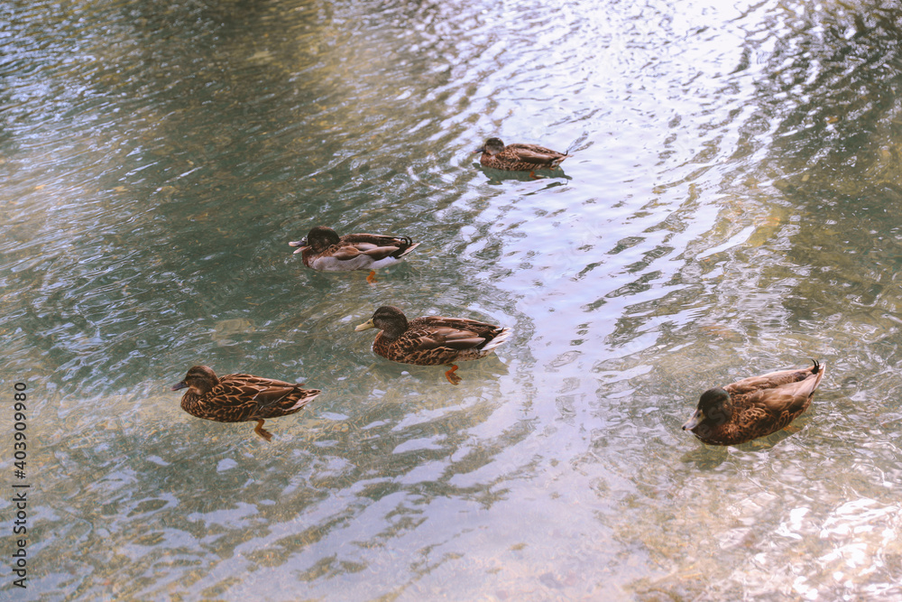 Ducks in the pond,Kapiʻolani Regional Park, WAIKIKI, Honolulu, Oahu, Hawaii
Ducks in the pond,Kapiʻolani Regional Park, WAIKIKI, Honolulu, Oahu, Hawaii