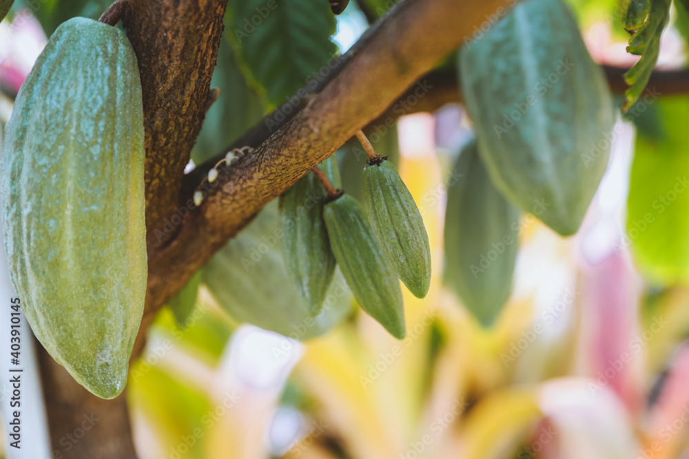 Cacao fruits on the tree, Dole plantation, Oahu, Hawaii Stock Photo