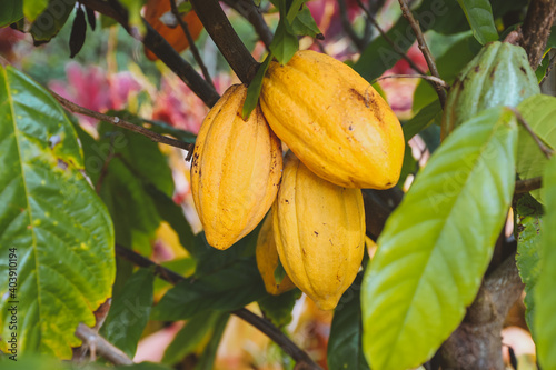 Cacao fruits on the tree, Dole plantation, Oahu, Hawaii