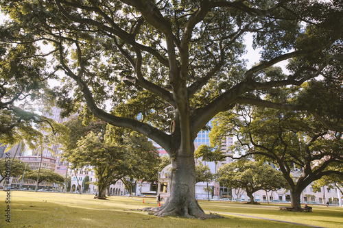 tree at Iolani Palace, Oahu, Hawaii 