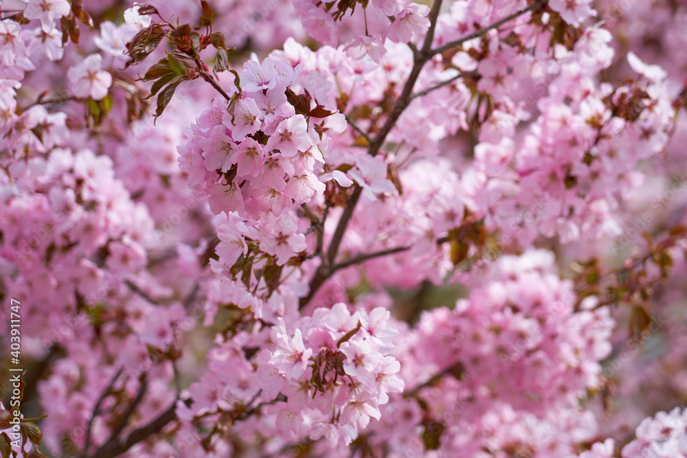 Blossoming cherry as a natural spring background.