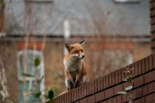 Red fox (Vulpes vulpes) wandering on top of brick wall spiked with broken glass during his early morning visit in residential gardens in north London, UK.