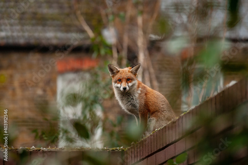 Red fox (Vulpes vulpes) wandering on top of brick wall spiked with broken glass during his early morning visit in residential gardens in north London, UK.