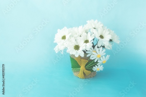 white flowers, chrysanthemums, in a decorative pot on a blue plain background, background for congratulations on  holidays