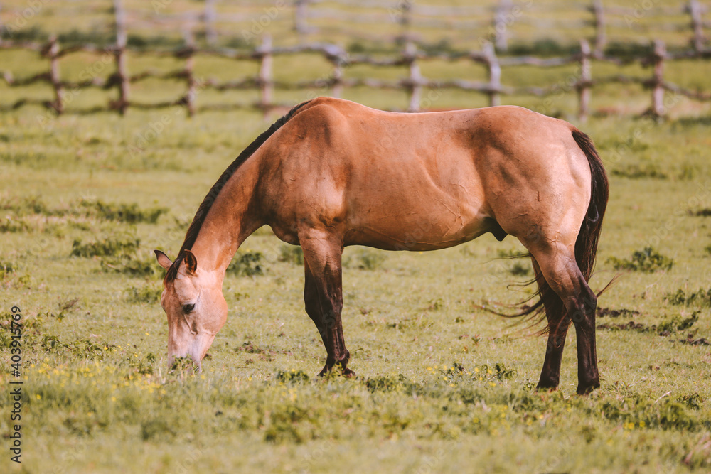 Fototapeta premium Horse in the ranch, Lanai island, Hawaii 