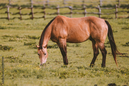 Horse in the ranch, Lanai island, Hawaii
