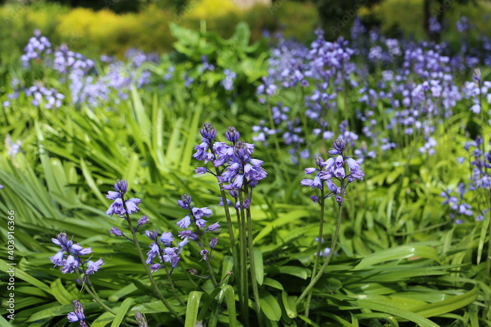 Obraz premium Purple Flower