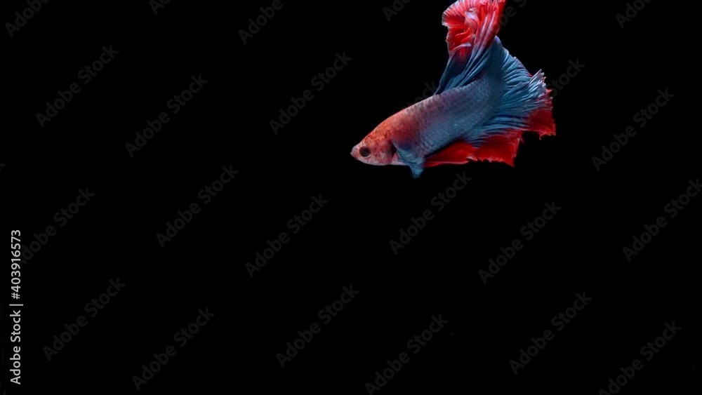 Siamese fighting fish (Betta splendens) Siamese fighting fish (Betta splendens)