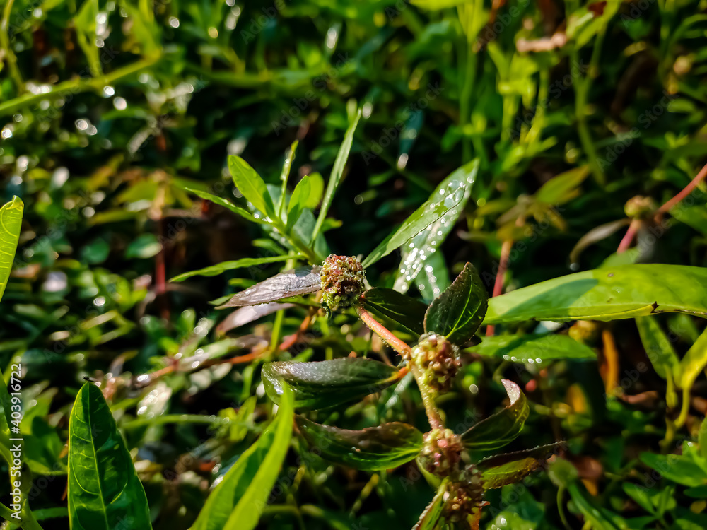 Euphorbia hirta is a pantropical weed, possibly native to India. It is a hairy herb that grows in open grasslands, roadsides and pathways. It is used in traditional herbal medicine.