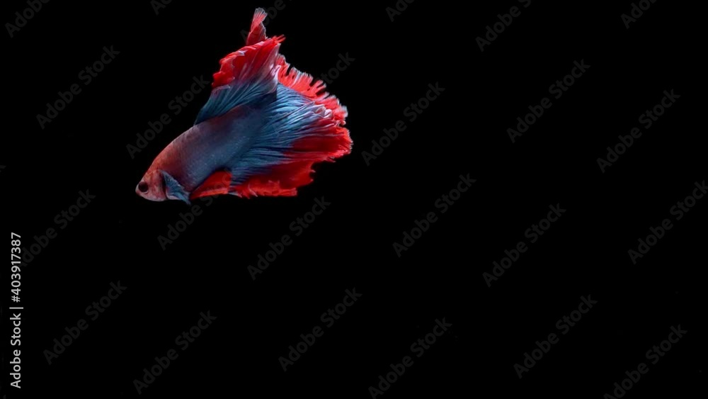 Siamese fighting fish (Betta splendens) Siamese fighting fish (Betta splendens)