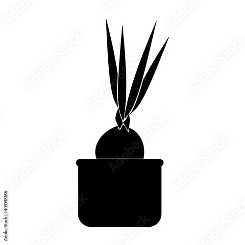 Bulbous houseplants, potted bulb flower silhouette, potted flower icon