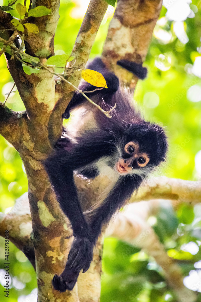 Obraz premium Cute adorable spider monkey close up natural habitat in jungle