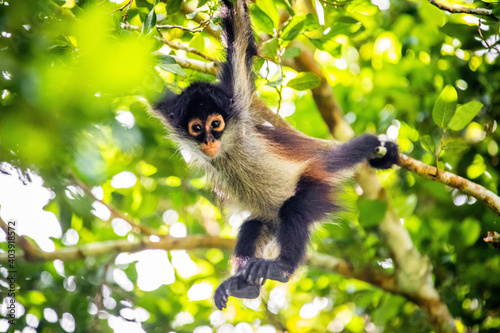 Cute adorable spider monkey close up natural habitat in jungle photo