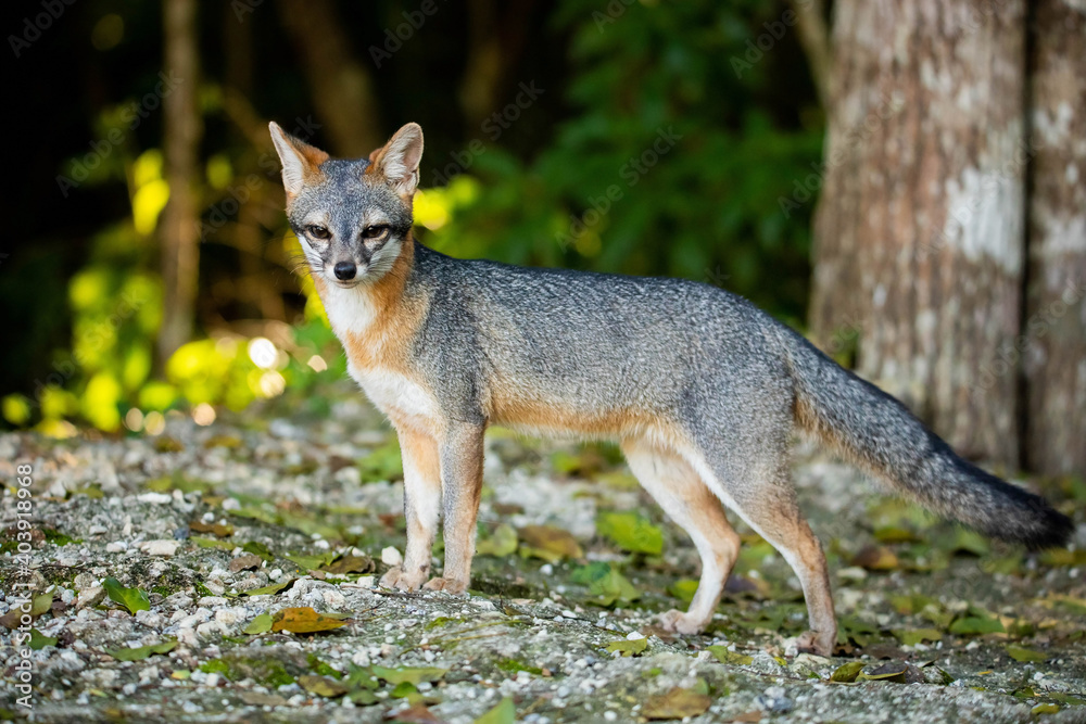 Cute looking gray fox isolated full size portrait Cute looking gray fox isolated full size portrait