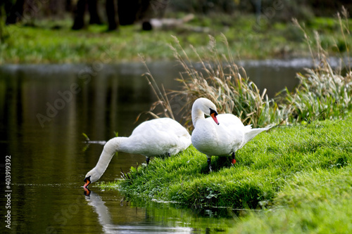 Beautiful shot of two swans next to a lake photo