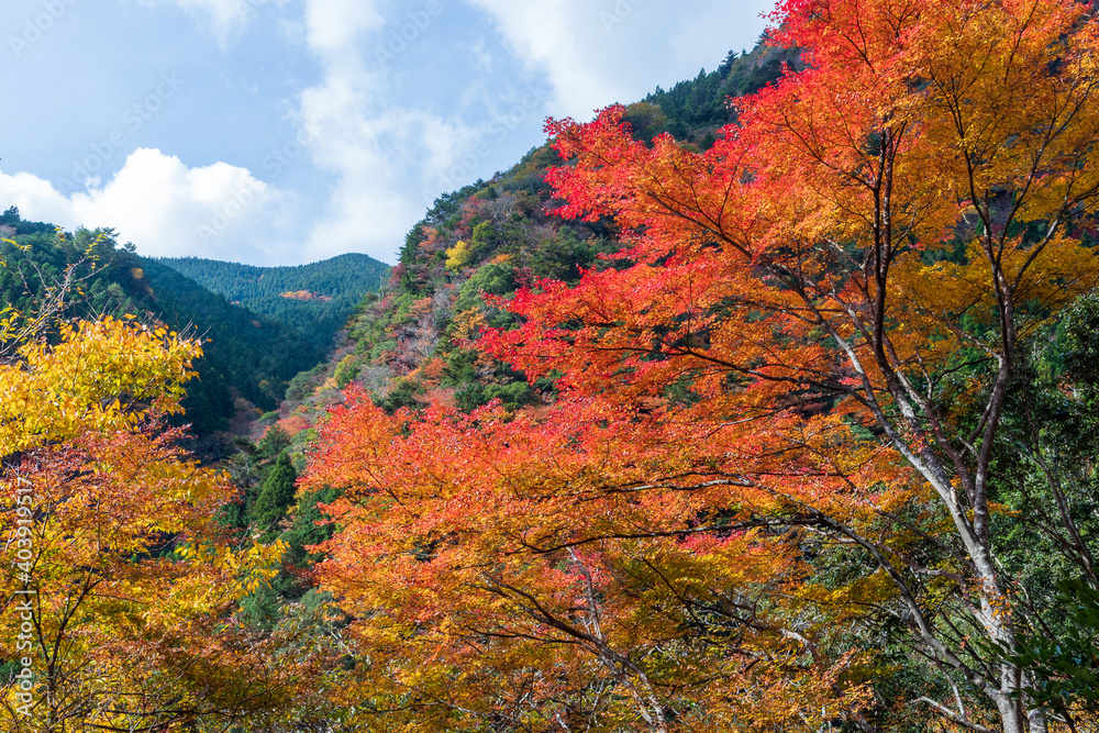 大荒の滝 もみじ峡 紅葉 (高知県 香美市) 大荒の滝 もみじ峡 紅葉 (高知県 香美市)