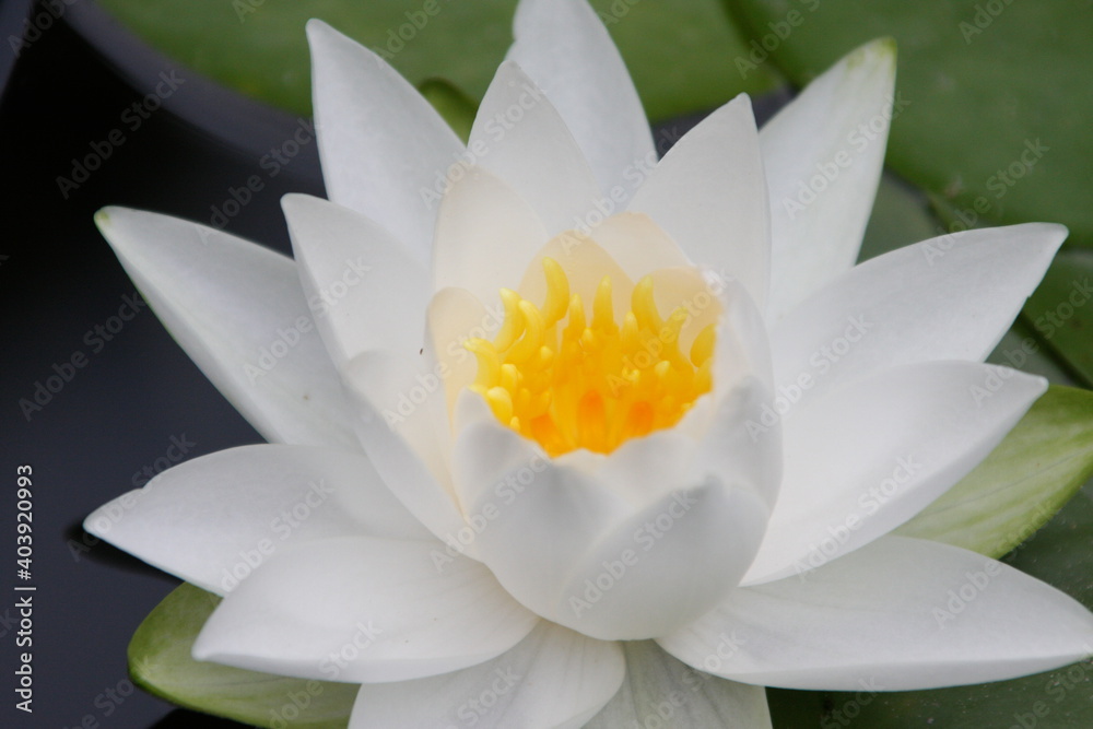 白色の睡蓮の花